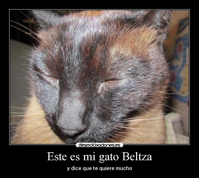 Este es mi gato Beltza - 