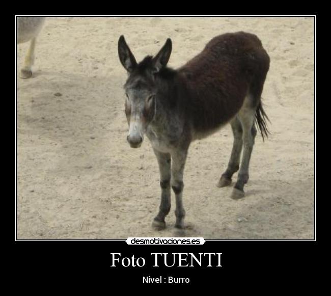 Foto TUENTI - Nivel : Burro