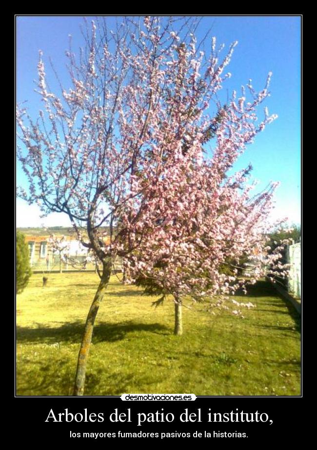 Arboles del patio del instituto, - los mayores fumadores pasivos de la historias.