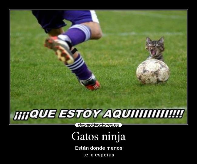 Gatos ninja -