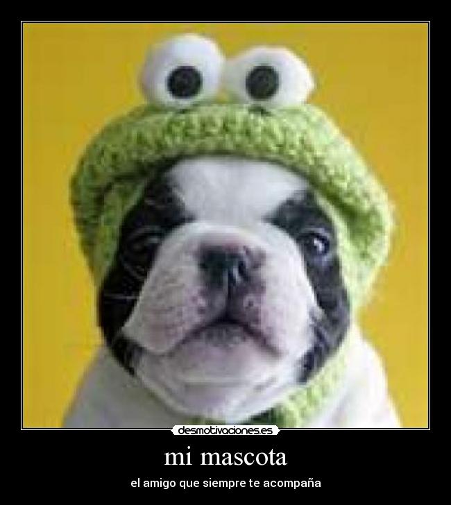 mi mascota -