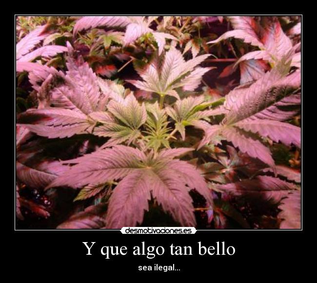 Y que algo tan bello - sea ilegal...