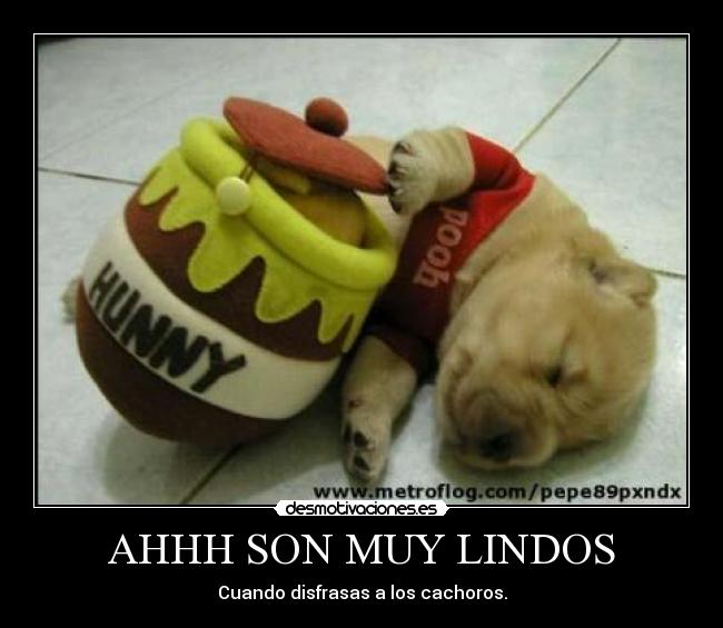 AHHH SON MUY LINDOS - Cuando disfrasas a los cachoros.