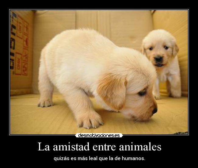 La amistad entre animales - quizás es más leal que la de humanos.