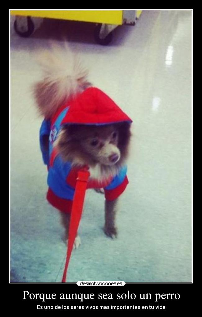 Porque aunque sea solo un perro - Es uno de los seres vivos mas importantes en tu vida