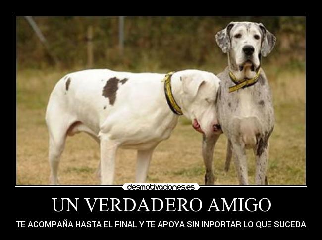 UN VERDADERO AMIGO - TE ACOMPAÑA HASTA EL FINAL Y TE APOYA SIN INPORTAR LO QUE SUCEDA