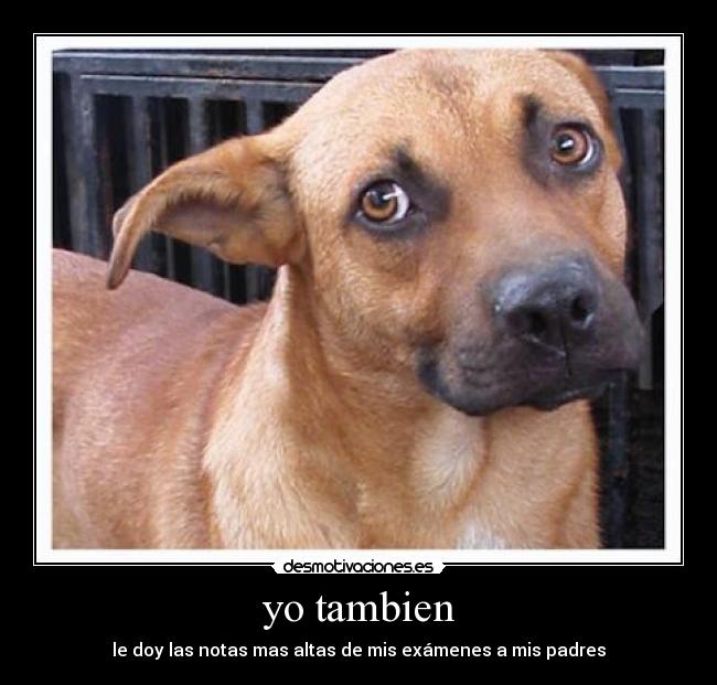 yo tambien - le doy las notas mas altas de mis exámenes a mis padres