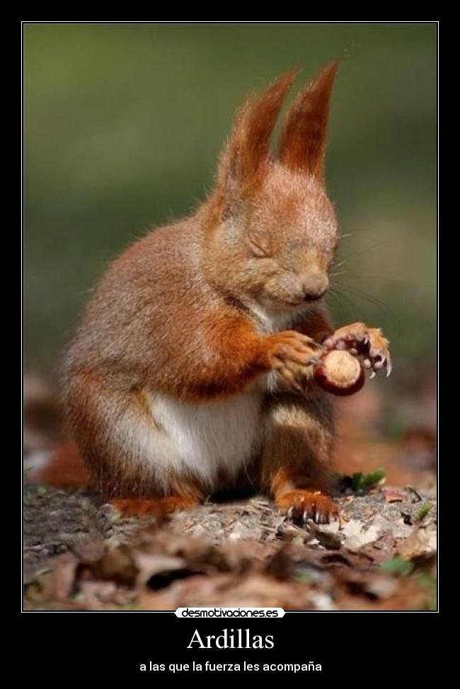 Ardillas -