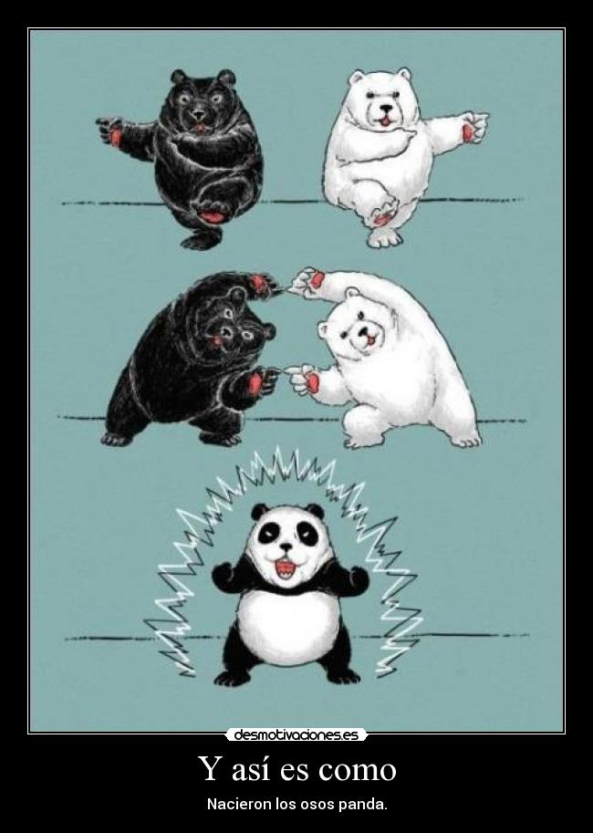 Y así es como - Nacieron los osos panda.