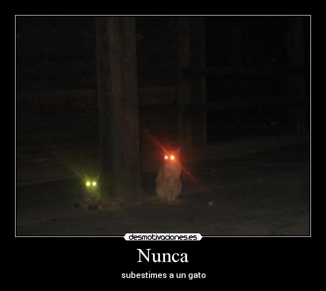 carteles tamara1695 gato desmotivaciones