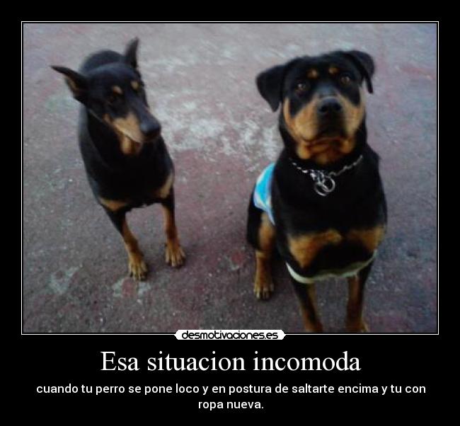 carteles mis perros lokos desmotivaciones