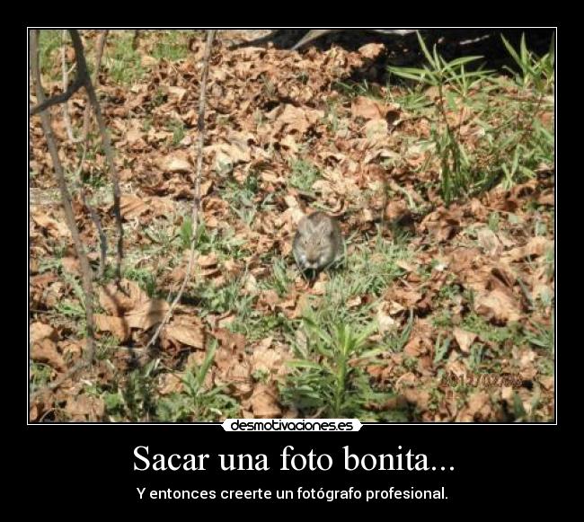 Sacar una foto bonita... - 