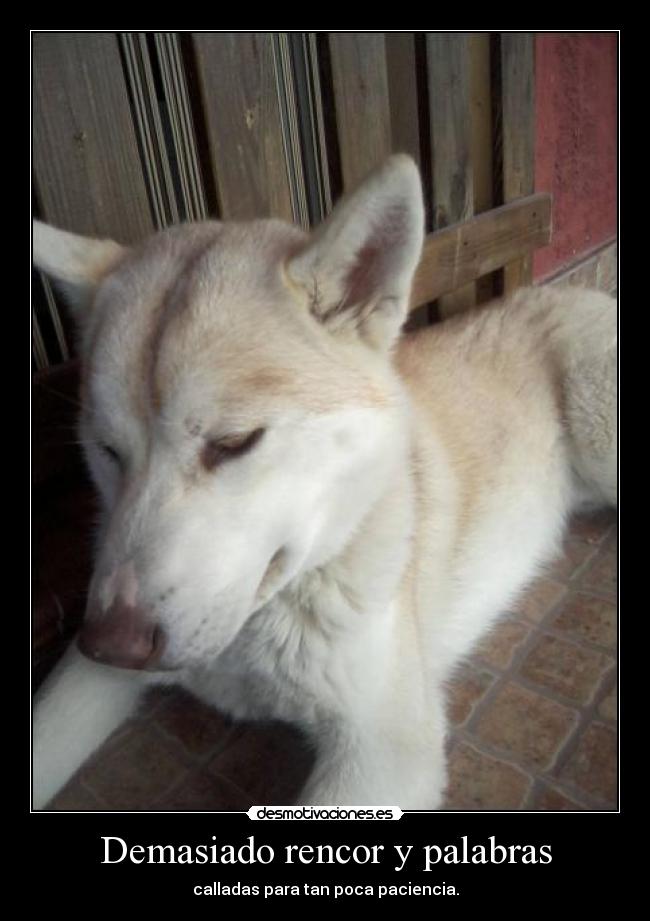 Demasiado rencor y palabras - 