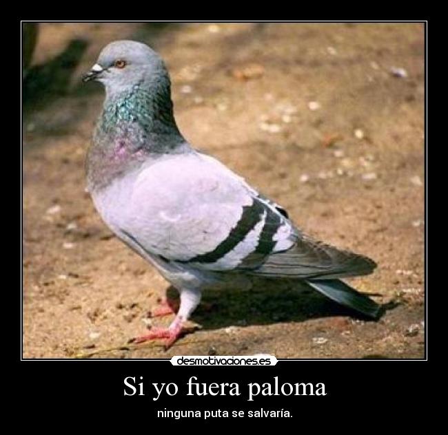 Si yo fuera paloma - ninguna puta se salvaría.