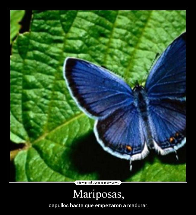 Mariposas, -