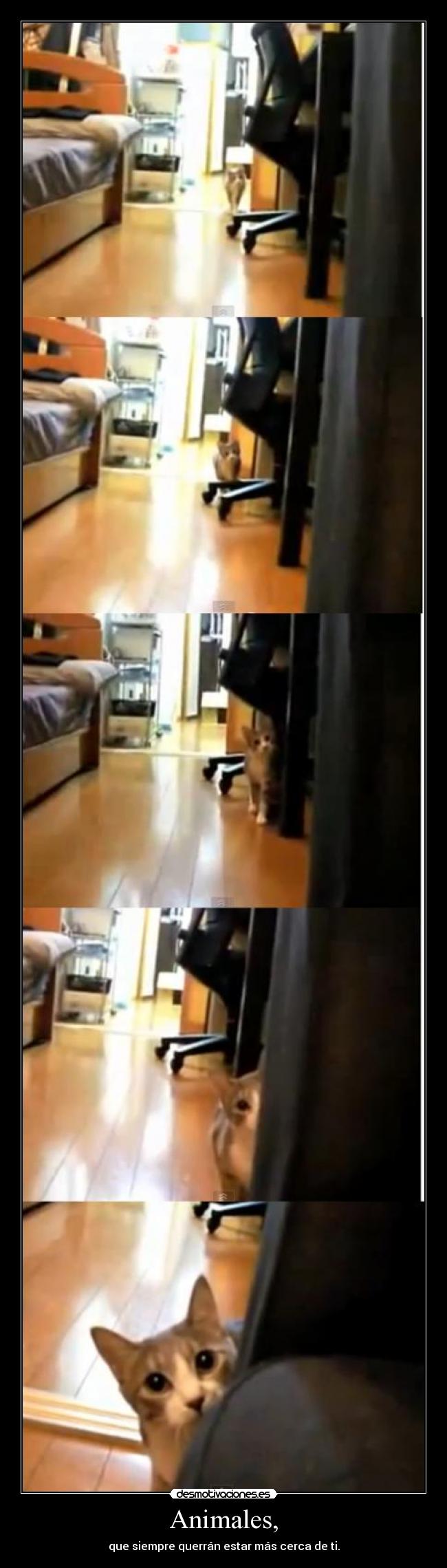 Animales, - que siempre querrán estar más cerca de ti.