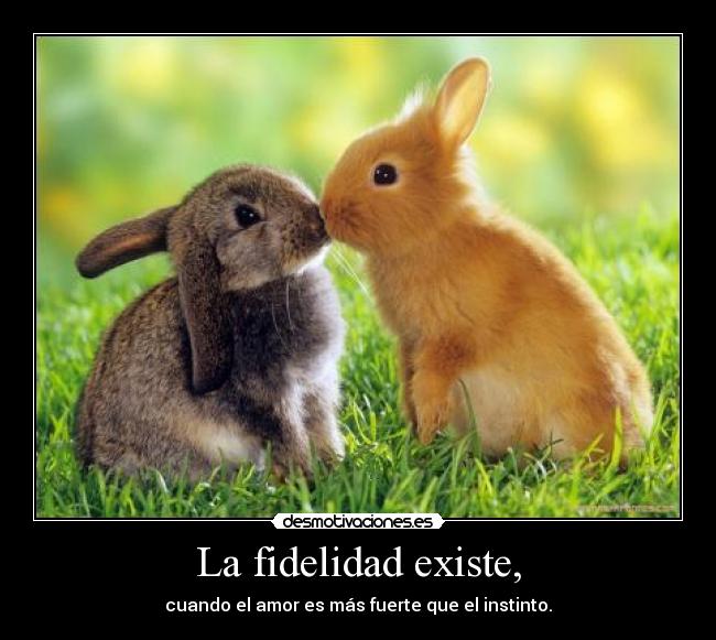 carteles conejitos lindos amor fiel desmotivaciones