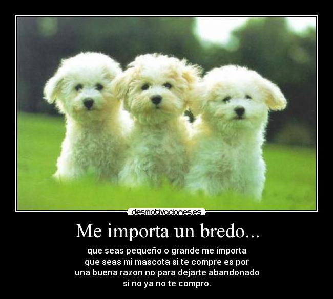 Me importa un bredo... - que seas pequeño o grande me importa
que seas mi mascota si te compre es por
una buena razon no para dejarte abandonado
si no ya no te compro.