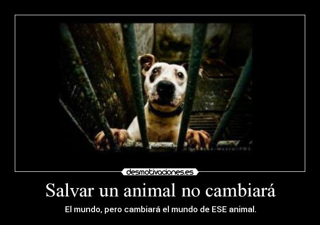 Salvar un animal no cambiará - El mundo, pero cambiará el mundo de ESE animal.