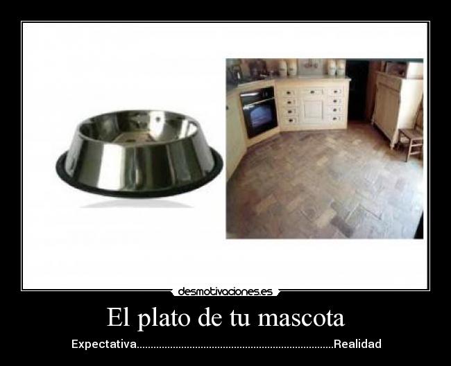 El plato de tu mascota -
