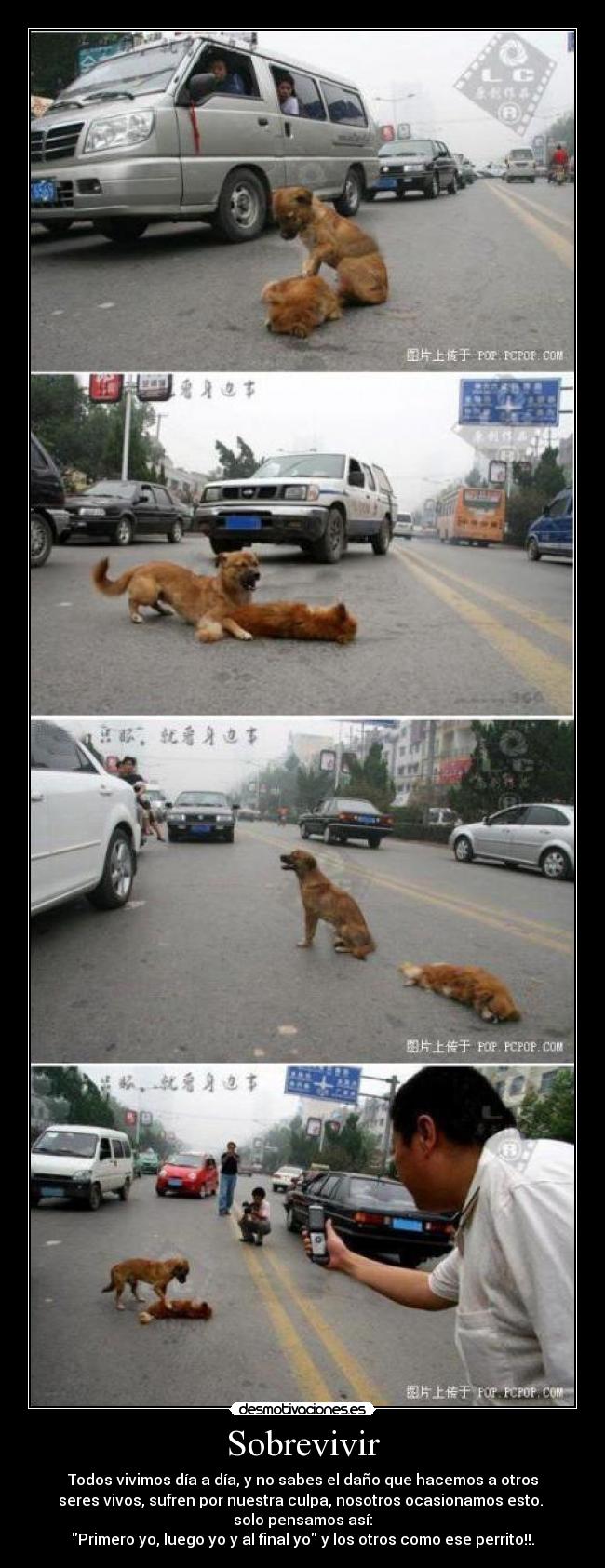 Sobrevivir - Todos vivimos día a día, y no sabes el daño que hacemos a otros
seres vivos, sufren por nuestra culpa, nosotros ocasionamos esto. 
solo pensamos así:
Primero yo, luego yo y al final yo y los otros como ese perrito!!.