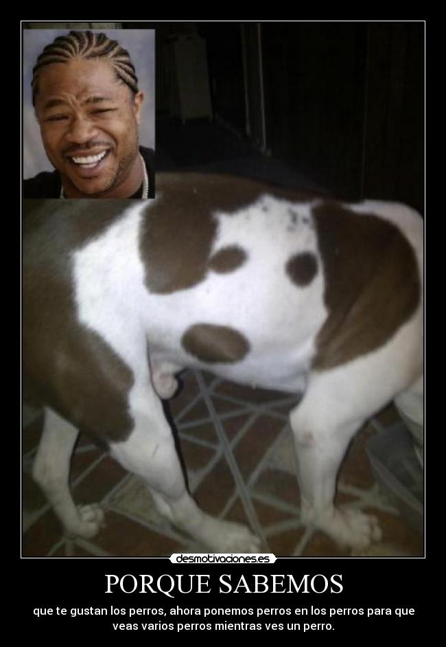 PORQUE SABEMOS - que te gustan los perros, ahora ponemos perros en los perros para que
veas varios perros mientras ves un perro.
