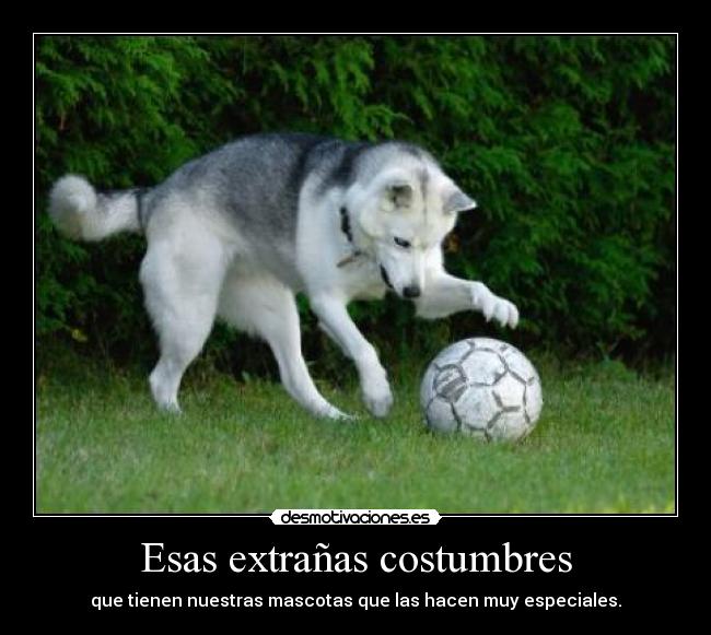 Esas extrañas costumbres - que tienen nuestras mascotas que las hacen muy especiales.