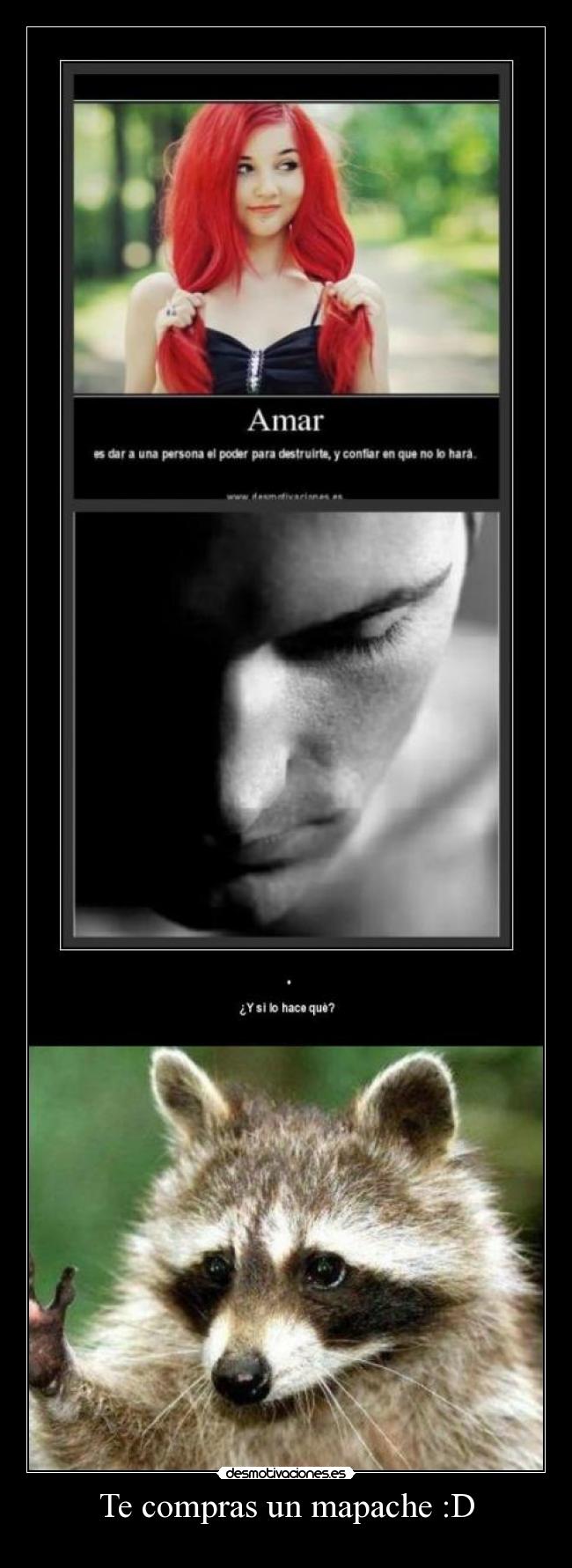 Te compras un mapache :D -