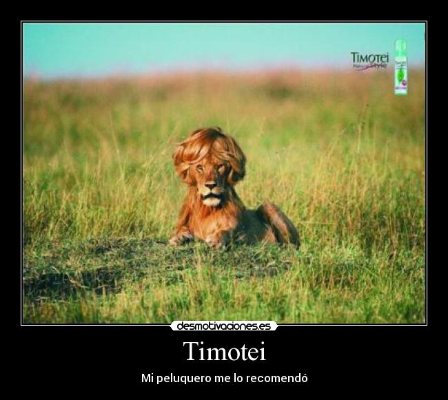 Timotei - Mi peluquero me lo recomendó