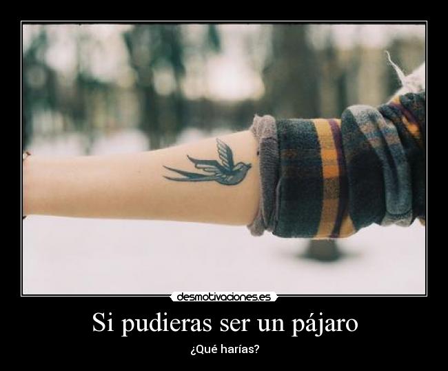 Si pudieras ser un pájaro - ¿Qué harías?