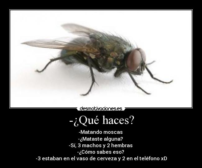 -¿Qué haces? - -Matando moscas 
-¿Mataste alguna? 
-Sí, 3 machos y 2 hembras 
-¿Cómo sabes eso? 
-3 estaban en el vaso de cerveza y 2 en el teléfono xD