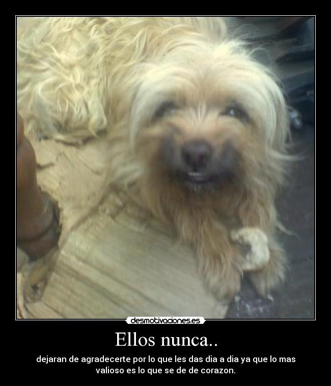 Ellos nunca.. - 