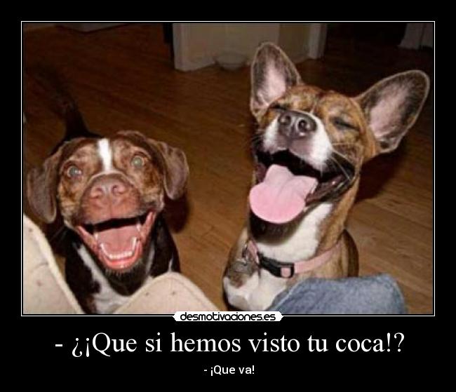 - ¿¡Que si hemos visto tu coca!? - - ¡Que va!