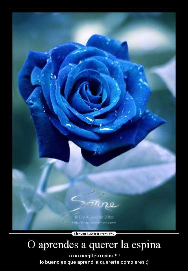 O aprendes a querer la espina - 