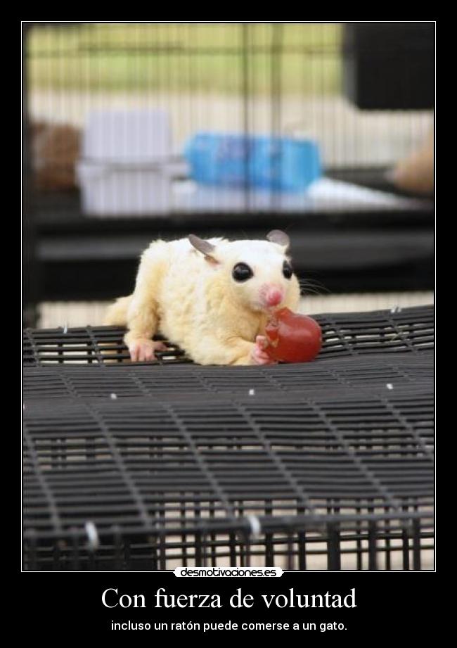 Con fuerza de voluntad -