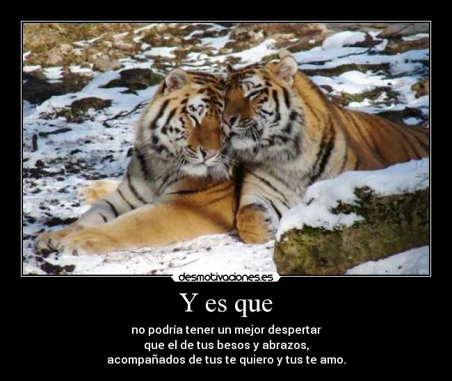 carteles sisi muy monos esos tigres pero mio mas todavia myloveishere91211 desmotivaciones