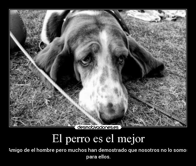 El perro es el mejor -