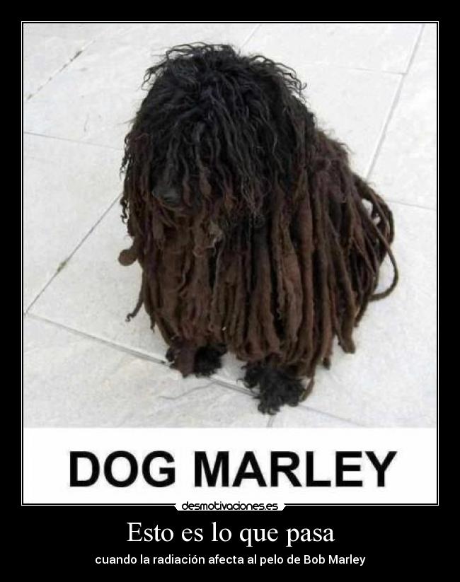 carteles fuuuuuuu sioooonnnn haaaaaaaaaaaaaaaaa dog marley desmotivaciones