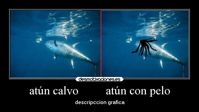 atún calvo         atún con pelo - descripccion grafica