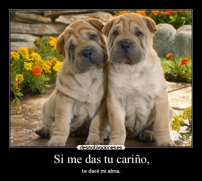 Si me das tu cariño, - te daré mi alma.