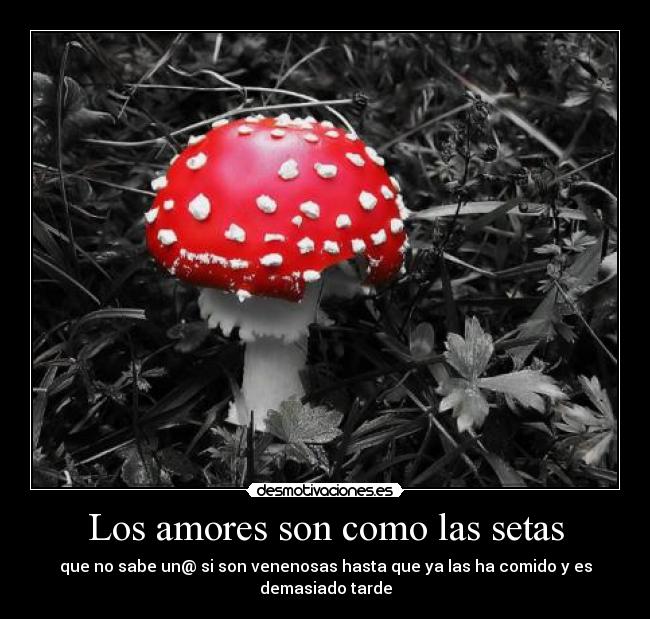Los amores son como las setas - que no sabe un@ si son venenosas hasta que ya las ha comido y es demasiado tarde