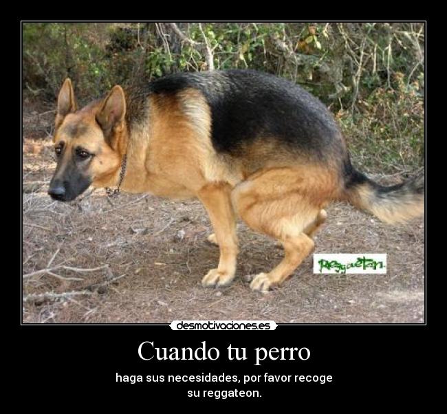 Cuando tu perro -