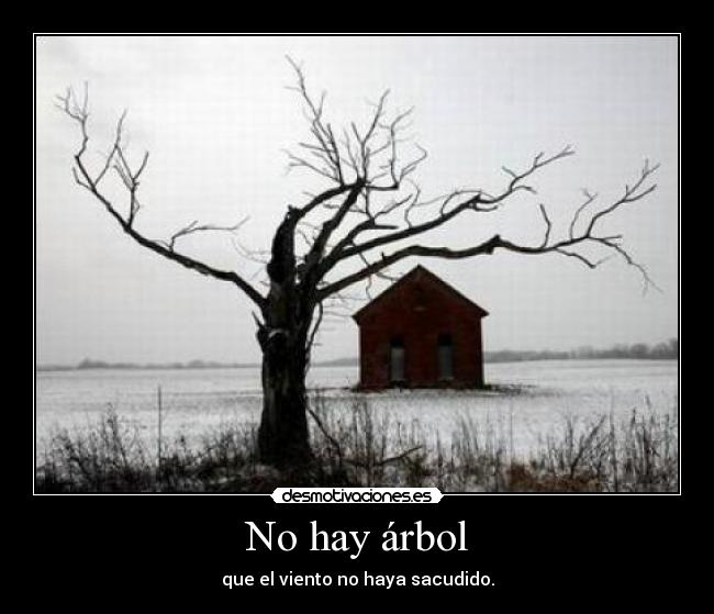 No hay árbol -