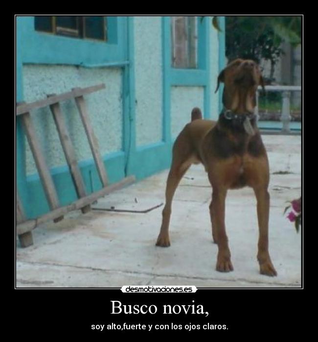 Busco novia, - 