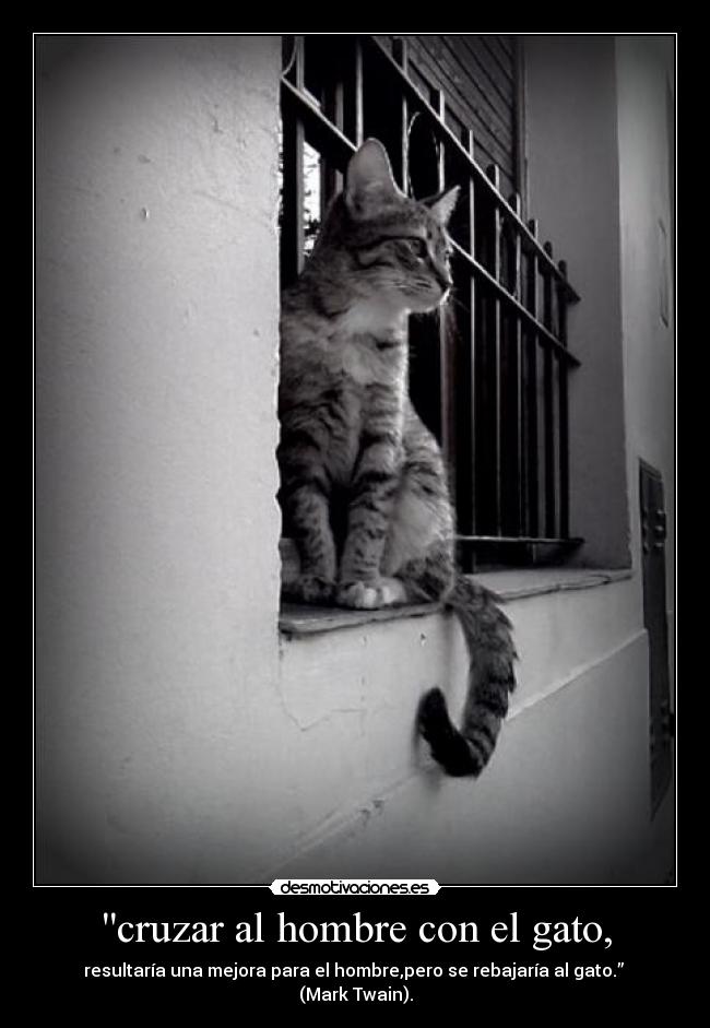cruzar al hombre con el gato, - resultaría una mejora para el hombre,pero se rebajaría al gato.”
(Mark Twain).