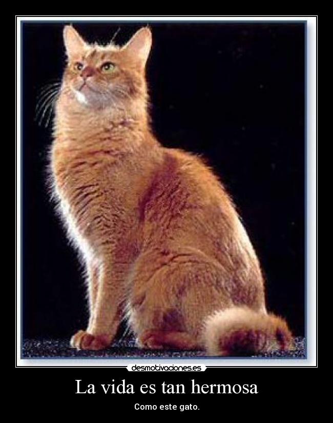 La vida es tan hermosa - 