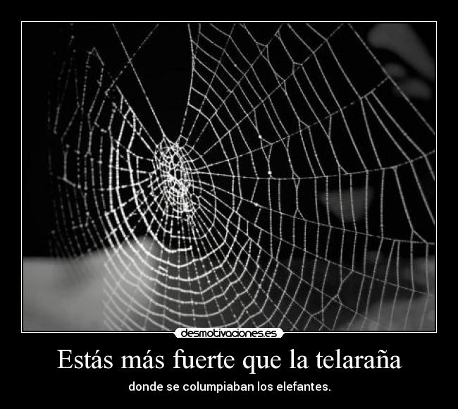 Estás más fuerte que la telaraña - 