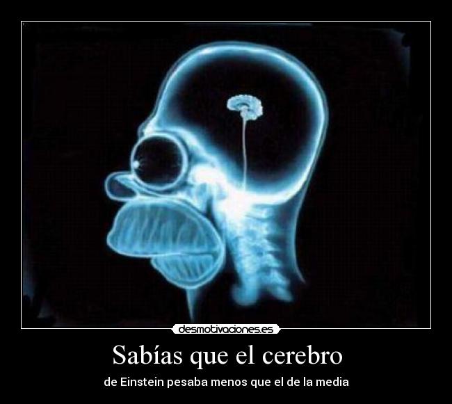 Sabías que el cerebro - de Einstein pesaba menos que el de la media