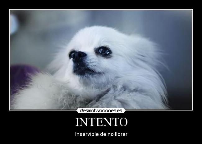 carteles intento inservible llorar desmotivaciones