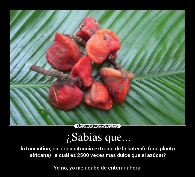 ¿Sabias que... - la taumatina, es una sustancia extraida de la katemfe (una planta
africana) la cuál es 2500 veces mas dulce que el azúcar?
Yo no, yo me acabo de enterar ahora.